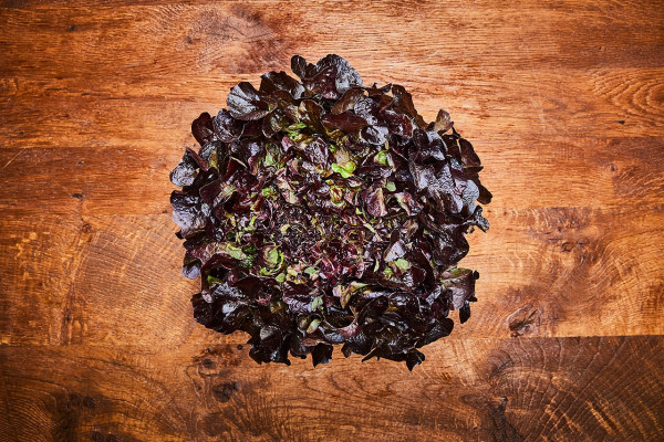 Eichblattzauber in rot