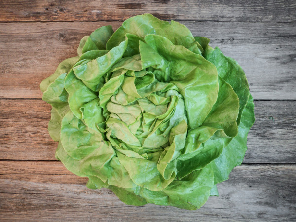 Bio Kopfsalat, grün