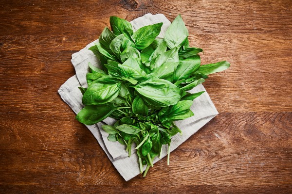 Basilikum Schnitt