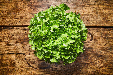 Eichblattzauber in grün