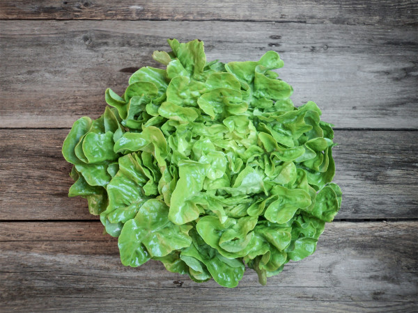 Bio Eichblattsalat, grün