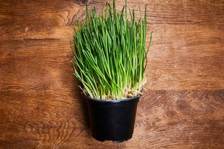 Schnittlauch Topf
