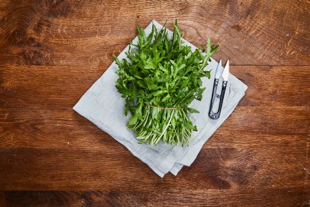 Rucola Schnitt