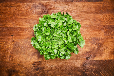 Bio Eichblattsalat grün