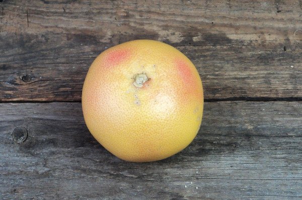 Bio Grapefruit rot