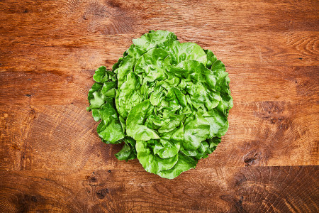 Bio Kopfsalat